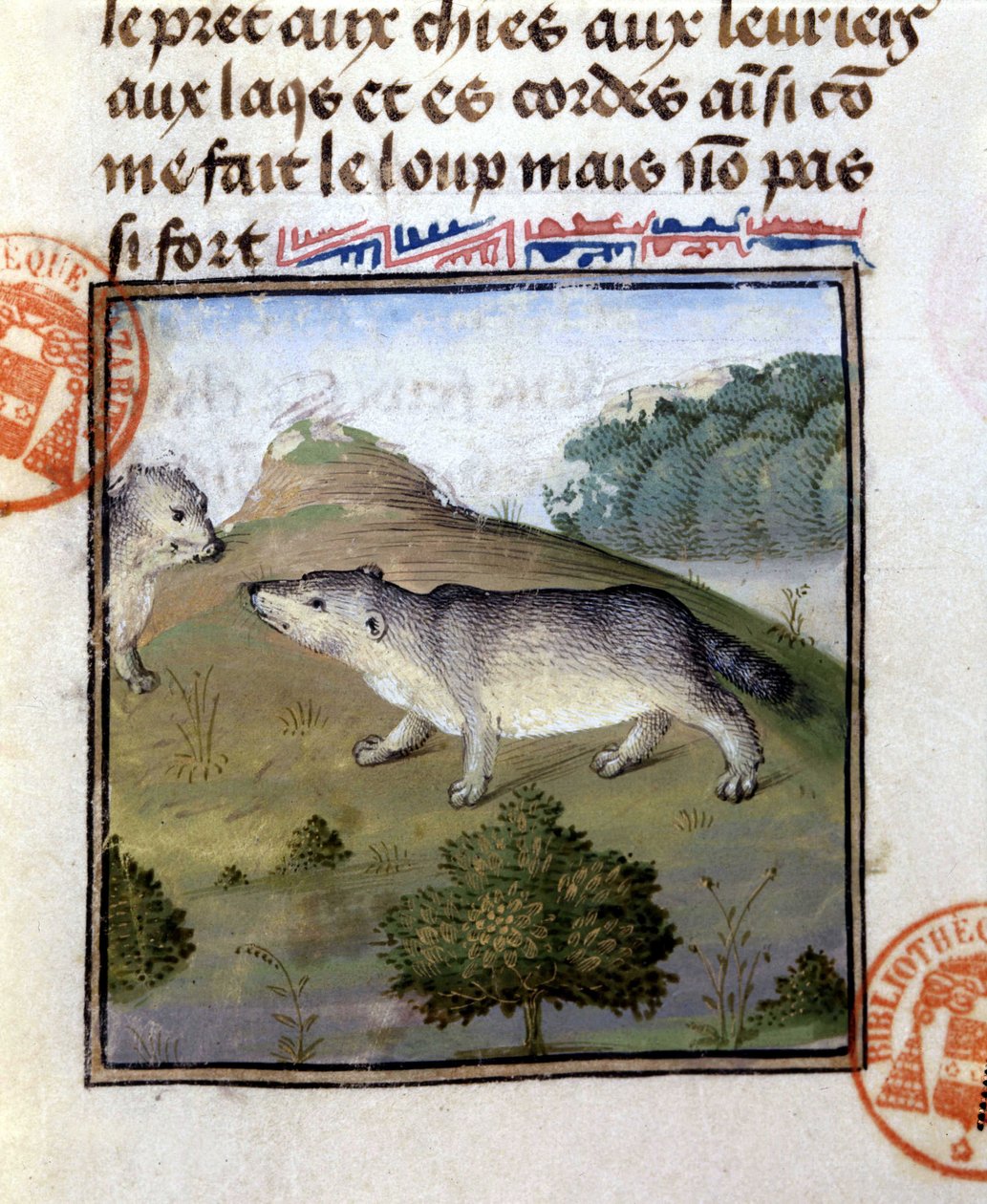 O texugo - no "Livro de Caça de Gaston Phoebus, Conde de Foix, Senhor de Béarn". de French School