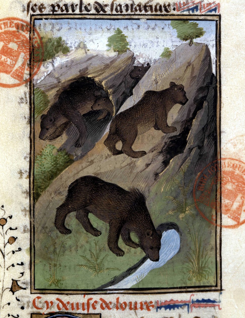 O urso - em "O Livro de Caça de Gaston Phoebus, Conde de Foix, Senhor de Béarn". de French School