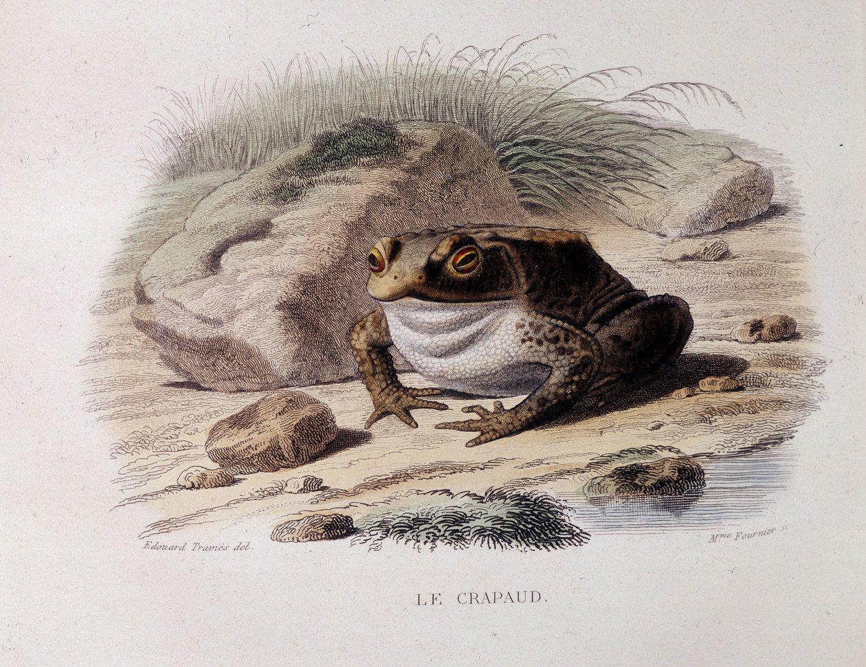 O sapo comum (Bufo bufo) - em "Lacepede". de French School