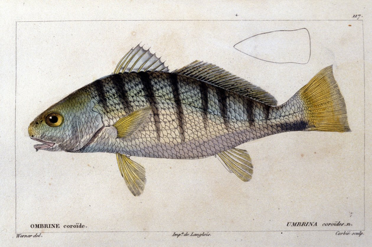 O umbrine coroid após "Histoire naturelle des poissons" de Cuvier, Valenciennes, Paris de French School