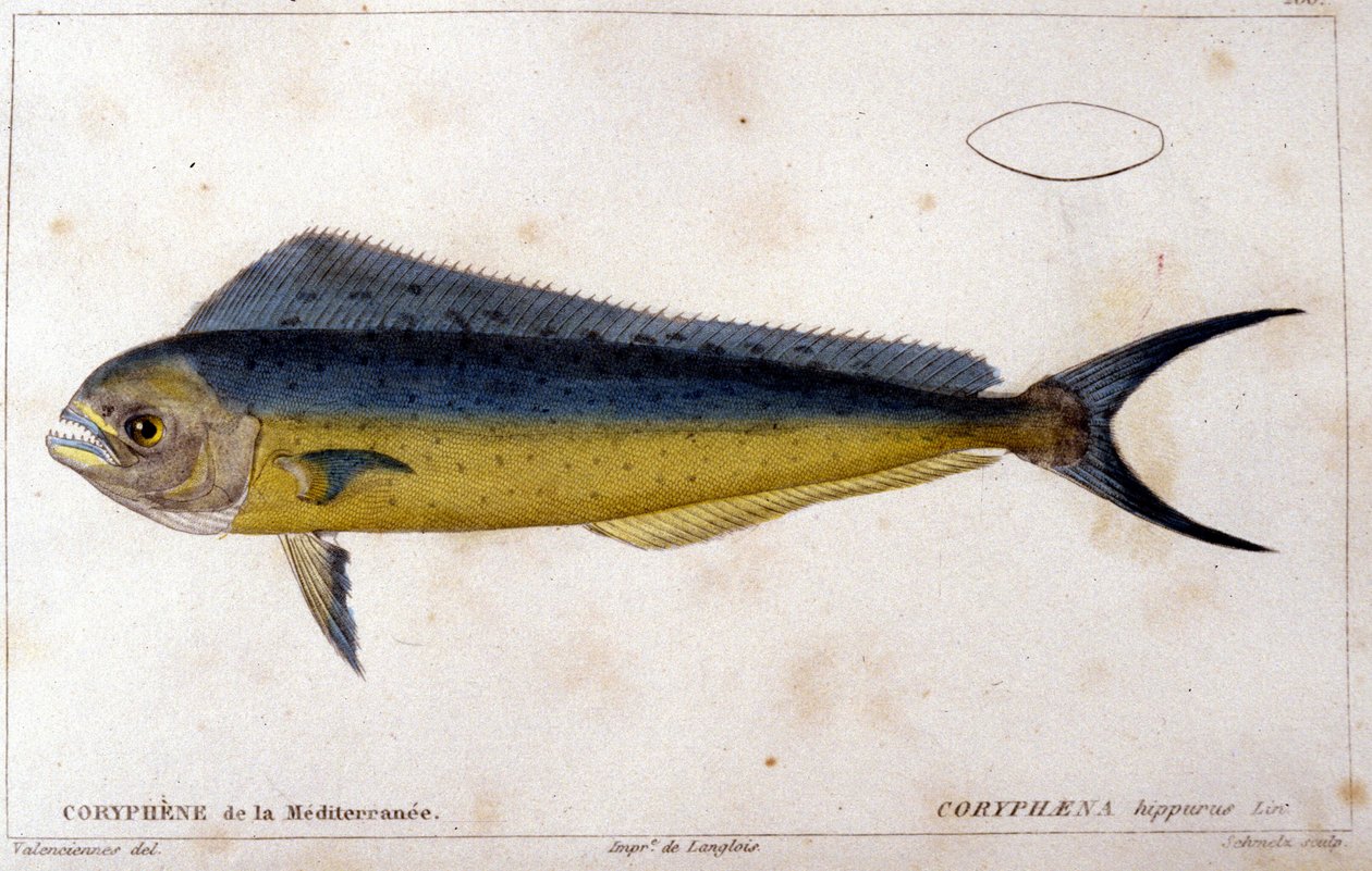O corifeno do Mediterrâneo depois da "Histoire naturelle des poissons" de Cuvier, Valenciennes, Paris de French School