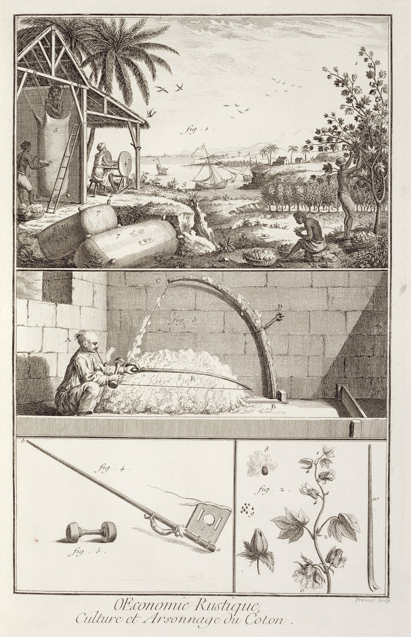 O cultivo de algodão, da enciclopédia de Denis Diderot (1713-84), gravado por A. Provost (fl.1834-55), c.1760 de French School