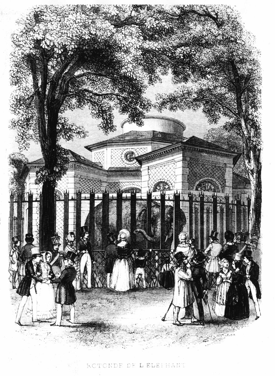 O elefante rotunda do jardim das plantas em Paris - gravura de French School