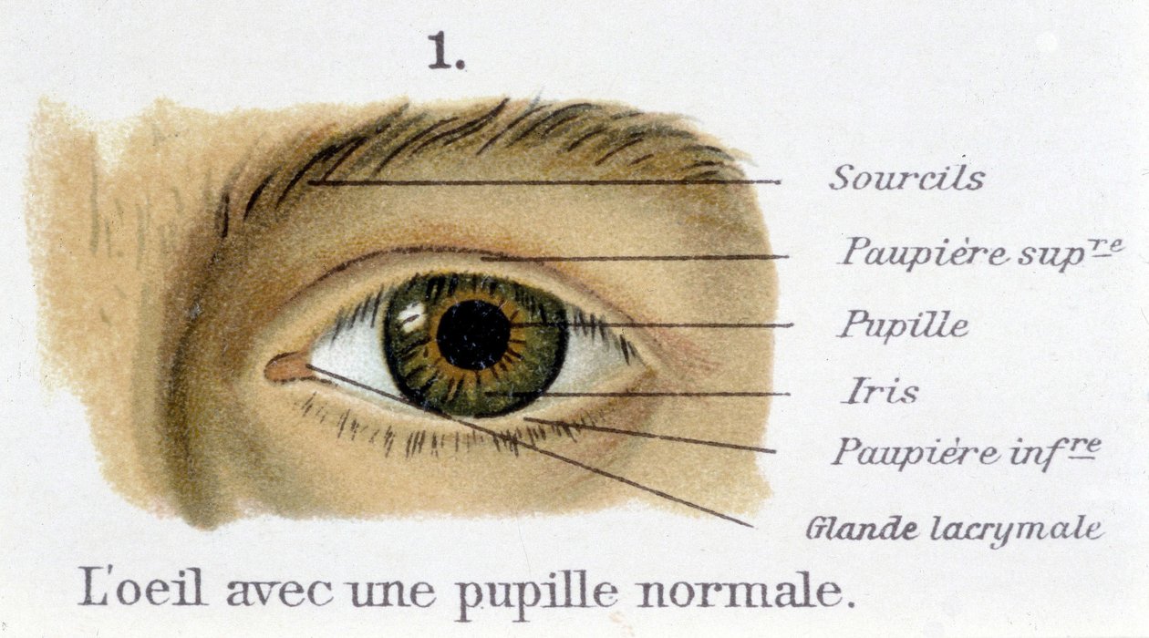 O olho com uma pupila normal (detalhe) de French School