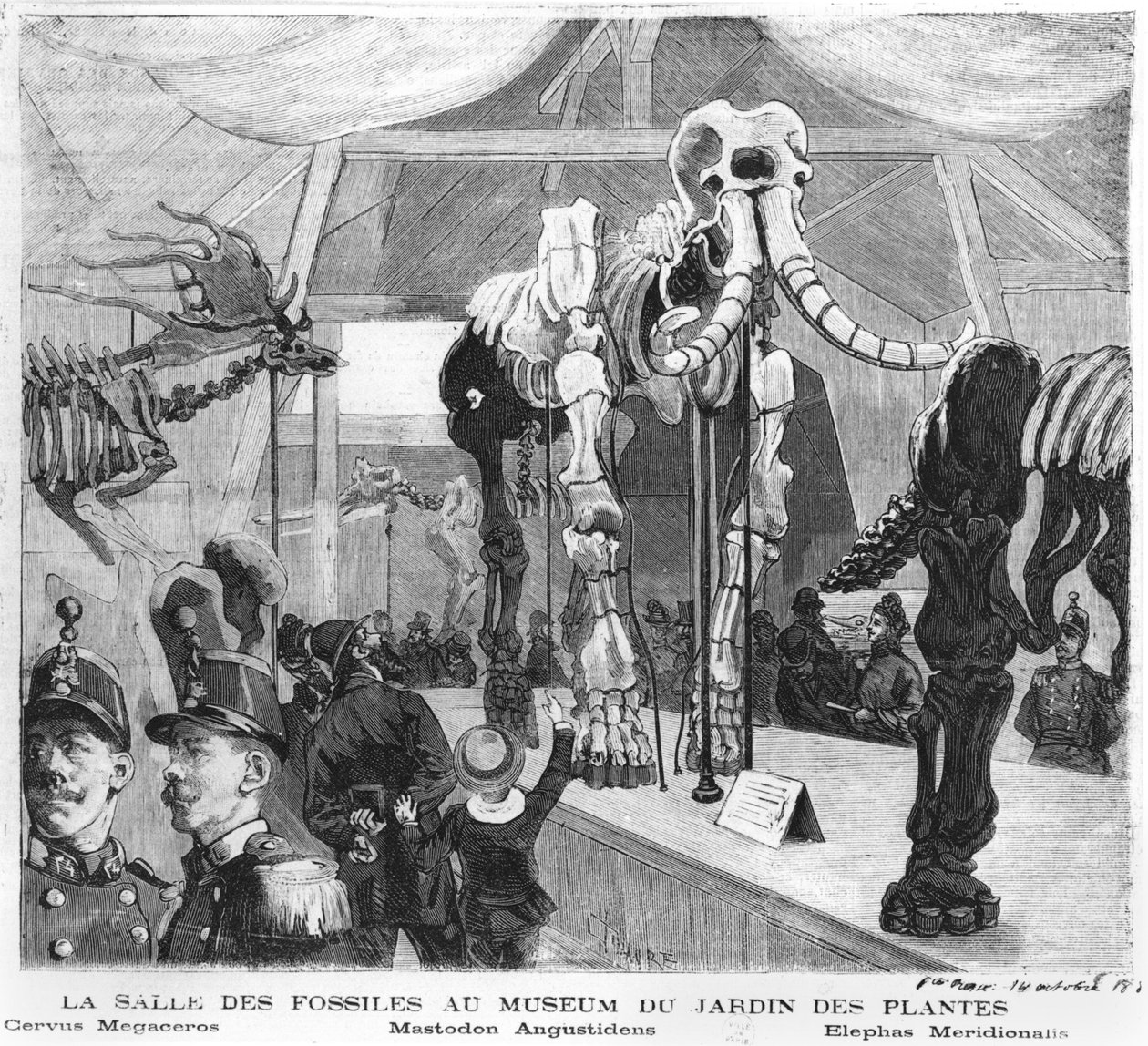 A sala de fósseis do Museu de História Natural de Paris, c.1880 de French School