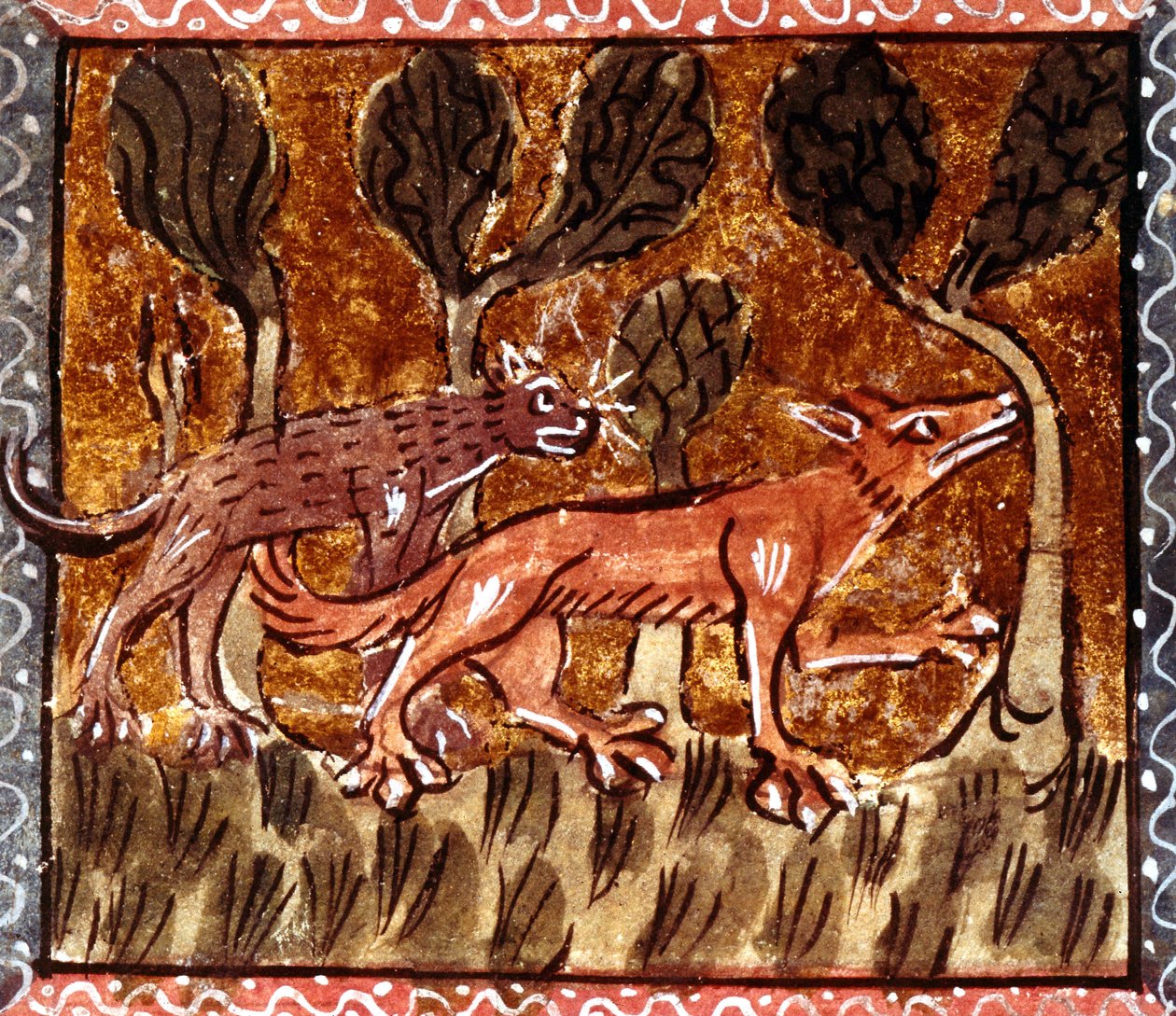 A raposa e o lobo, iluminação do manuscrito intitulado Roman de Renart (O romance da raposa), século c.13 de French School