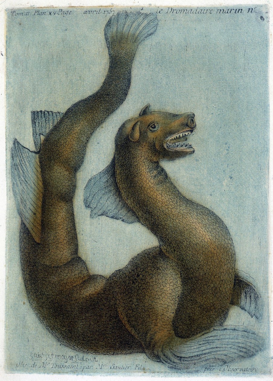 O camelo marinho. Ilustração de M. Toussaint (1756) em "Observações periódicas sobre o físico, a história da natureza e as artes". de French School