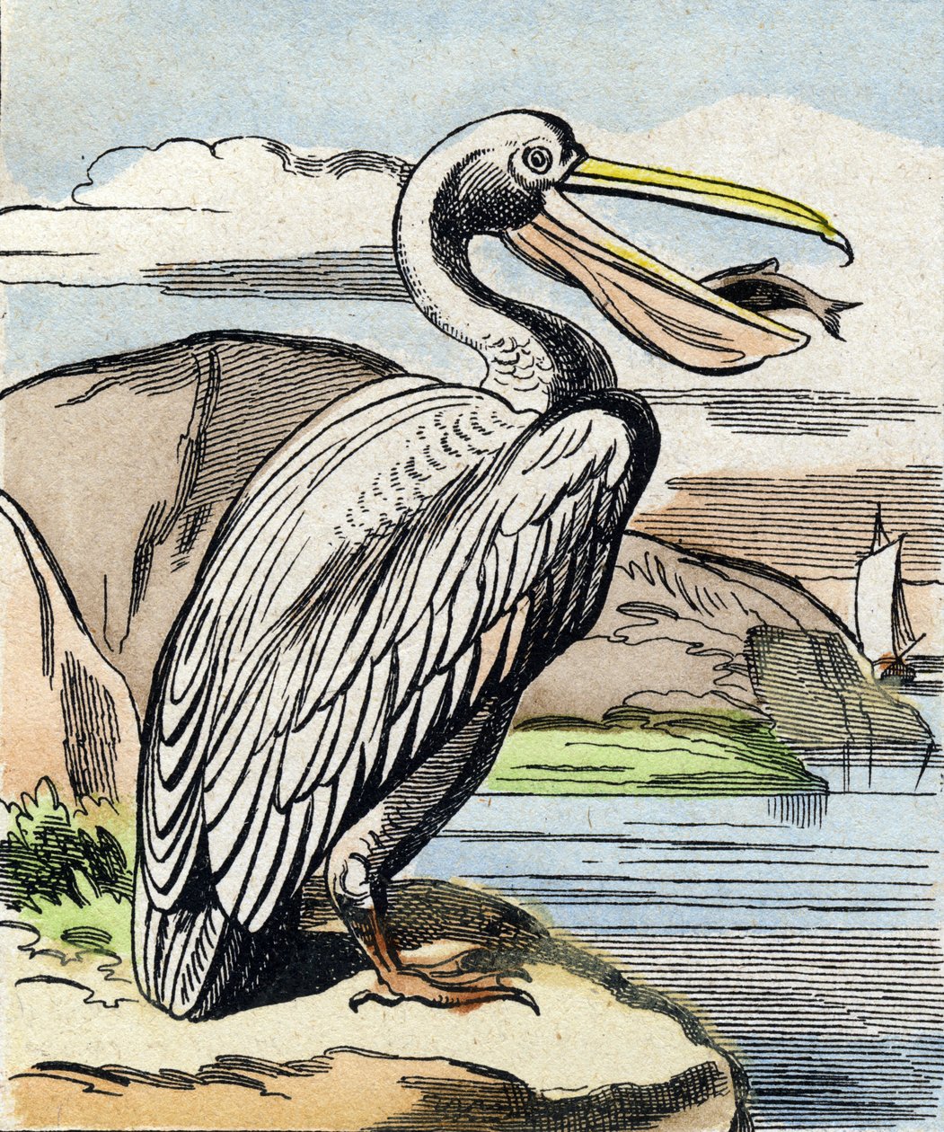 O pelicano. Gravação em "Buffon Alphabet des Oiseaux n 1". 3ª Série N 1. Imaging of Epinal, Epinal, final do século XIX. 16 páginas. Dim: 28x21cm de French School