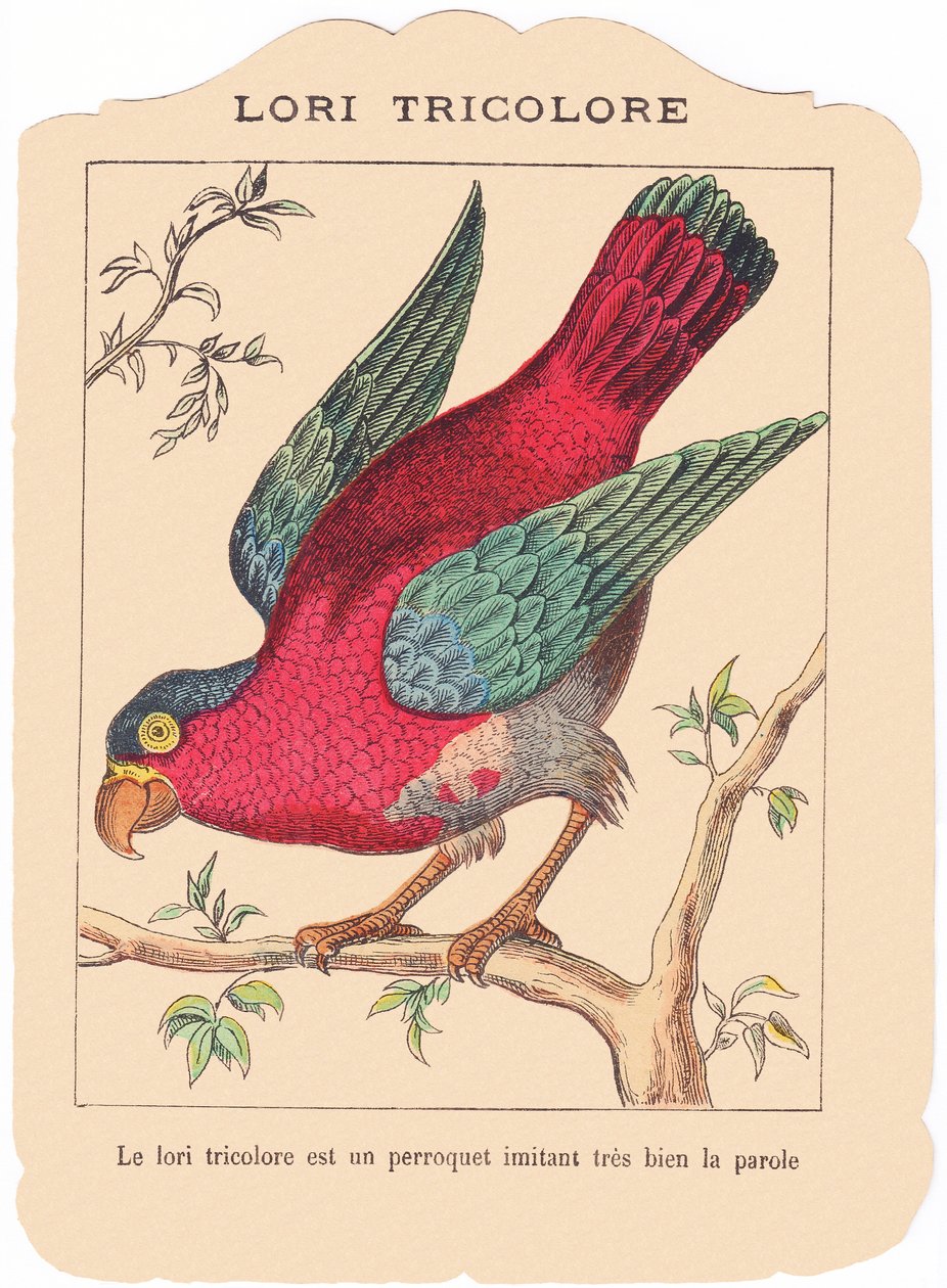 O camião tricolor é um papagaio que imita muito bem a fala, finais do século XIX (gravura) de French School