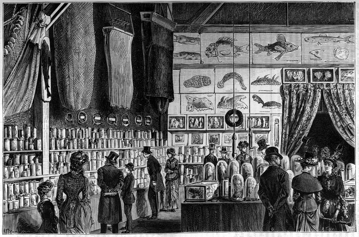 A exposição zoológica no Museu de História Natural de Paris, colecções reunidas durante as expedições científicas dos navios Operário e Talismã de French School