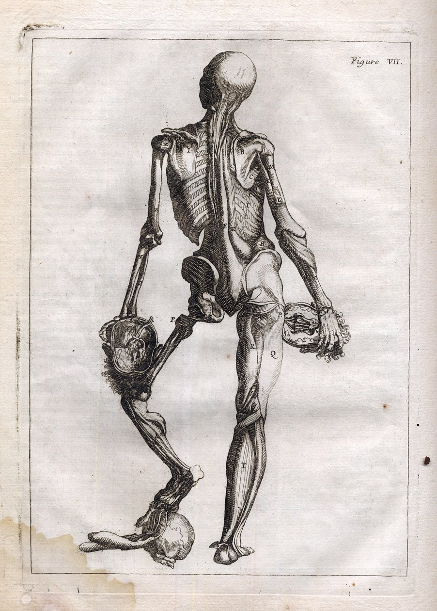 Esta figura pode satisfazer a curiosidade daqueles que querem ver o Corpo depouille to the Bones - gravura em "Abstract Anatomy, accommodated to the arts of painting and sculpture" - "Abrege d