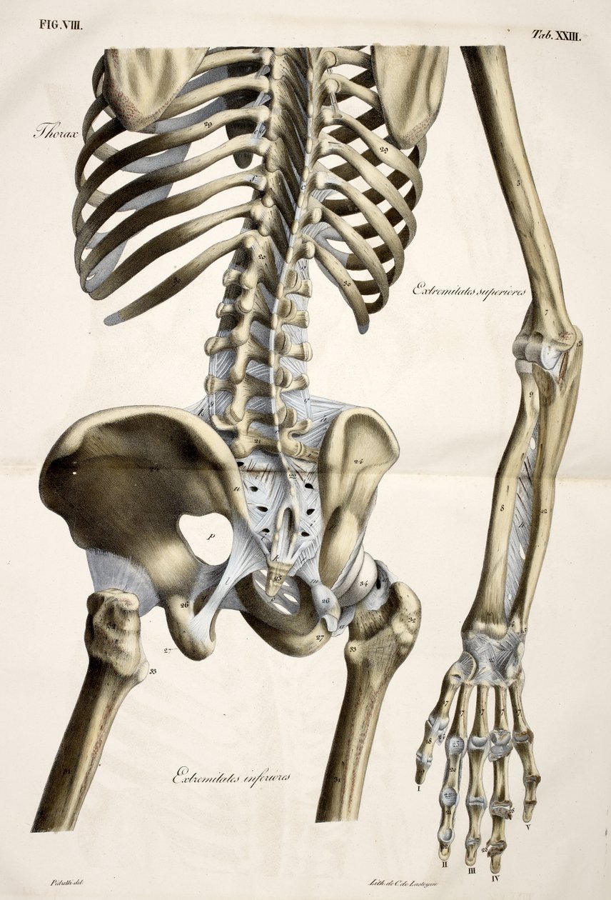 Tórax, de placas anatómicas do corpo humano executadas segundo as dimensões naturais, acompanhado de um texto explicativo Publicado pelo cte de Lasteyrie de French School