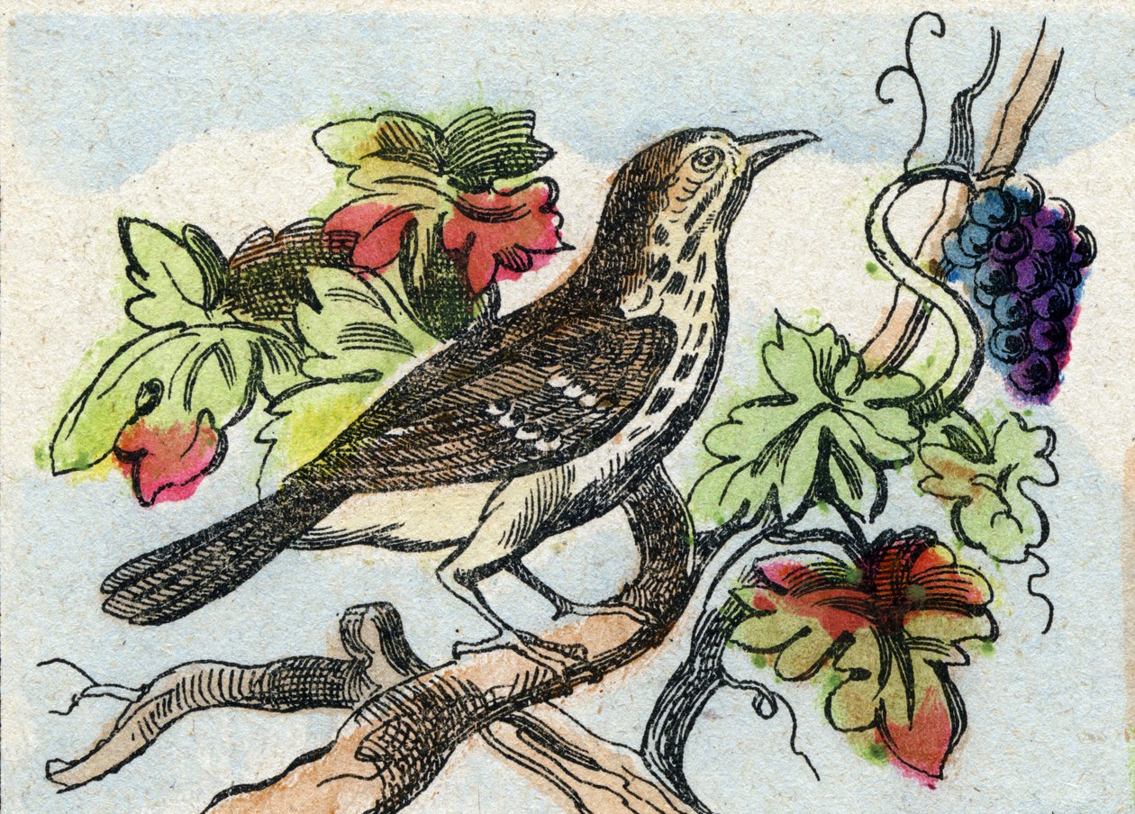 Thrush. Gravação em "Buffon Alphabet des Oiseaux n 1". 3ª Série N 1. Imaging of Epinal, Epinal, final do século XIX. 16 páginas. Dim: 28x21cm de French School