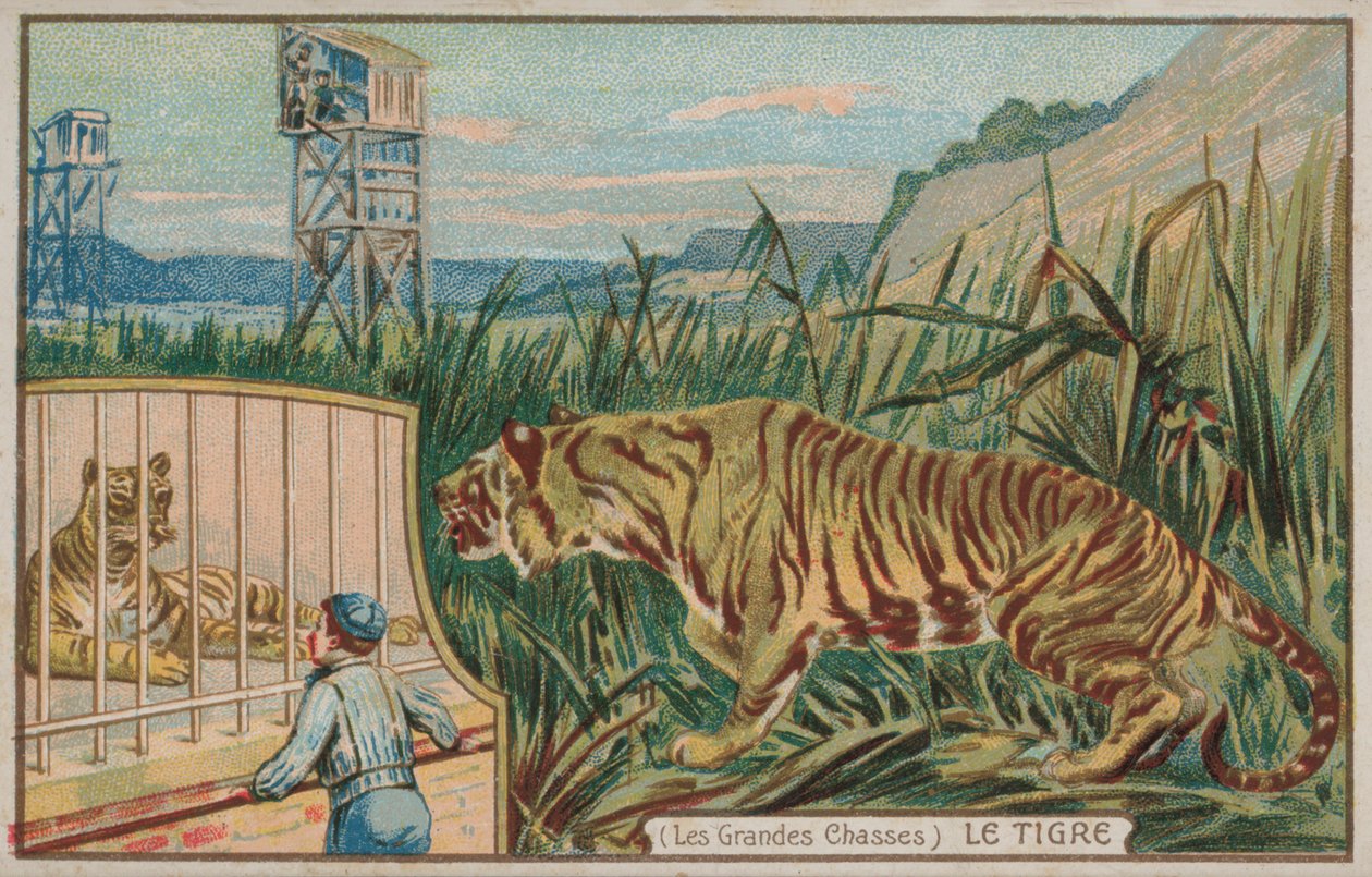 Tigre (cromolito) de French School