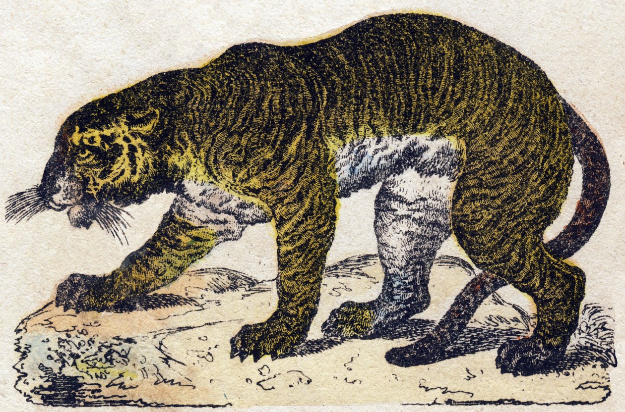 Tigre. Gravura no "Alfabeto dos animaux sauvages". 9ª Série. Imagem de Epinal, Pellerin, impressora-editora, cerca de 1870. Gravura em madeira, stencilled. 16 páginas. Dimensões: 20 x 15 cm. Coleção Particular de French School