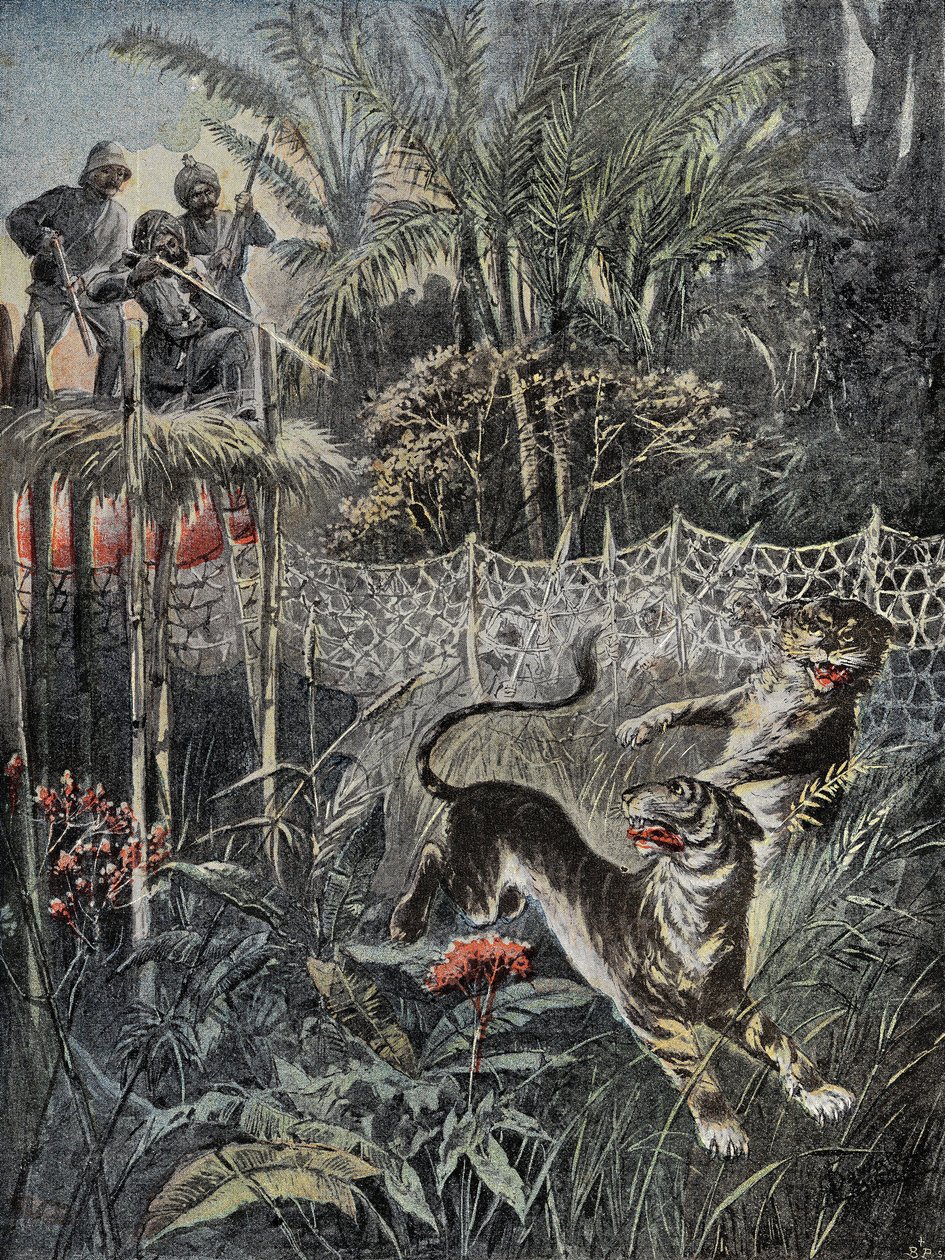Caça ao tigre nas selvas na Índia: os pára-lamas estão atrás da rede e os caçadores estão em segurança no miradouro. Gravação em "Le Pelerin", no dia 02/05/1899. Selva Coll. de French School