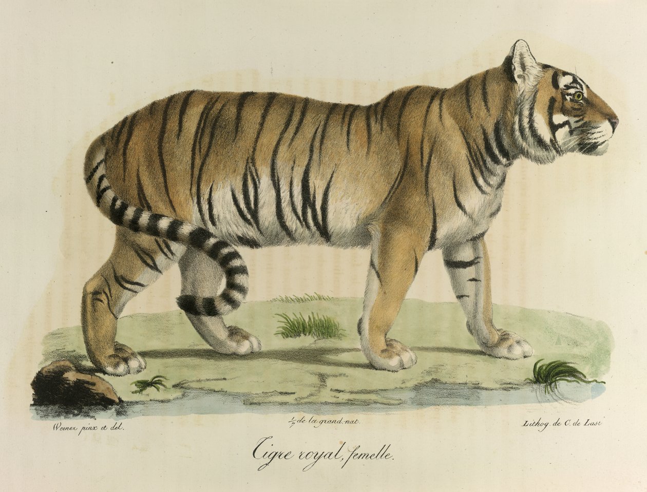 Tigre real, fêmea. Um tigre real feminino, da Histoire Naturelle des Mammifères (cor litho) de French School