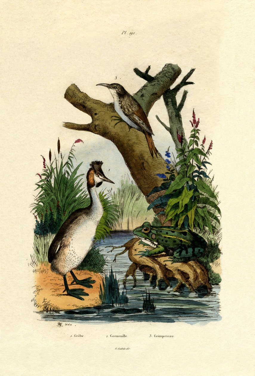 Sapo, 1833-39 de French School