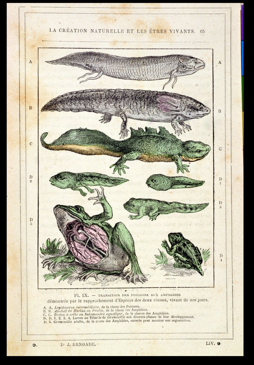Transição de Peixes em Anfíbios, de um livro do Dr. Rengade, c.1880 de French School