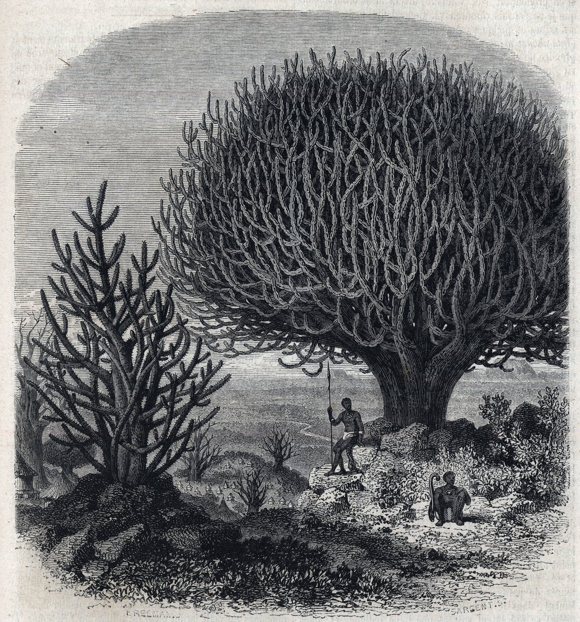 Árvore Euphorbo na África Oriental (Sudão). Gravura de Freeman em "The Picturesque Magasin" (O Pitoresco Magasin) de French School