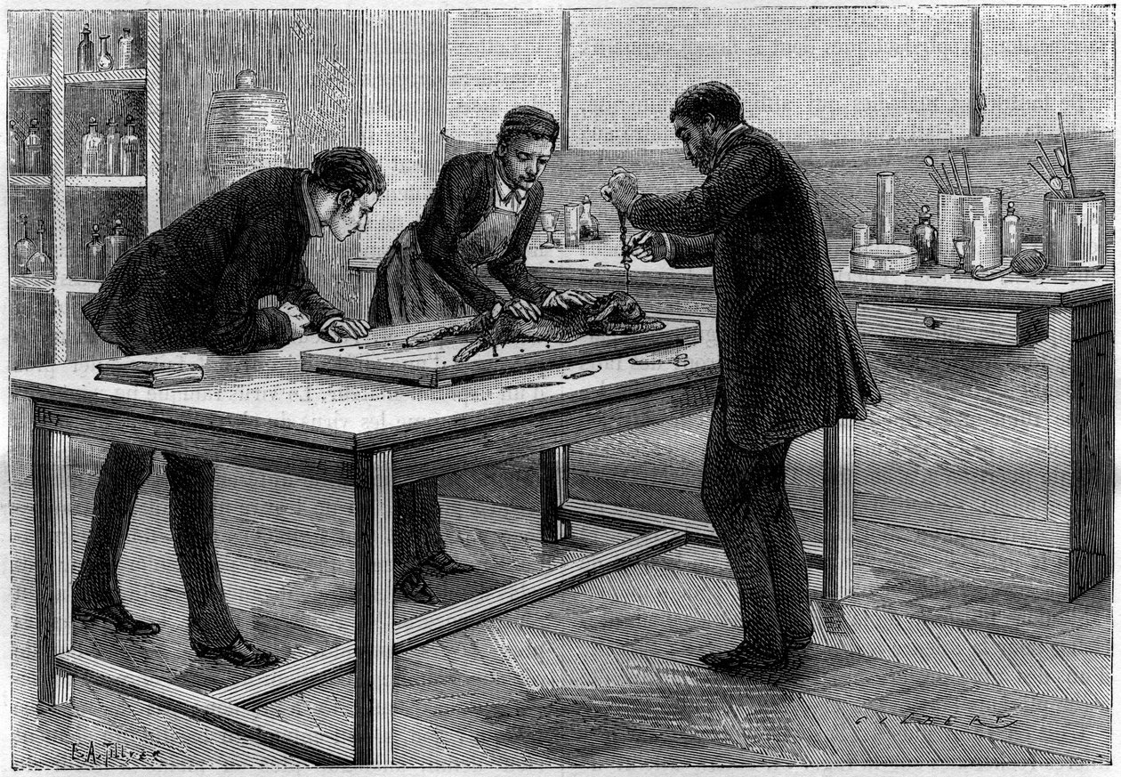 Trepanação de um coelho no laboratório de Louis Pasteur (1822-1895), para o estudo da Raiva, desenho de C.Gilbert d