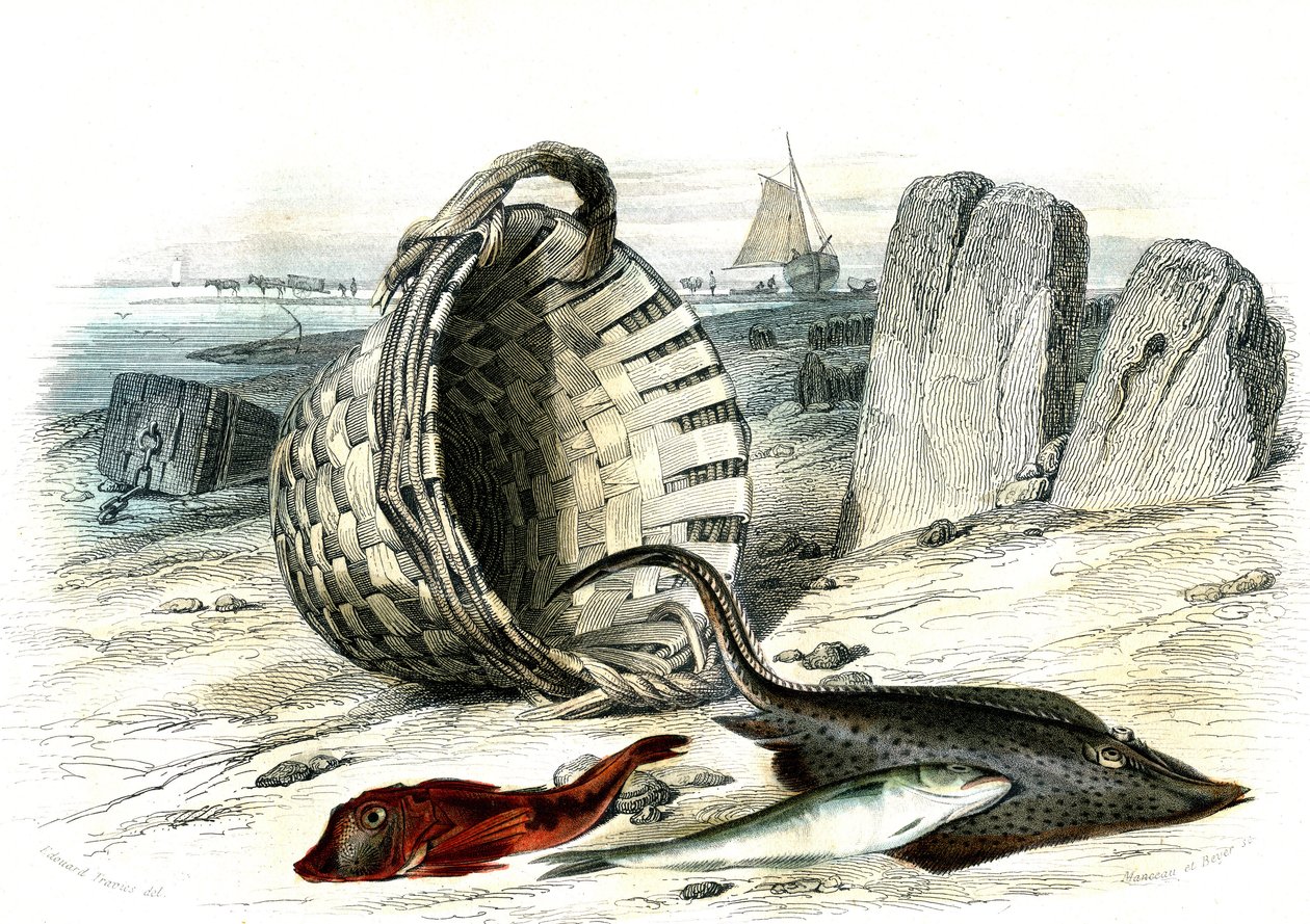 Trigle cuculus, badejo (merlangius merlangus), raie grondin (dipturus batis) - Prato extraído de Histoire Naturelle de Bernard Germain de Lacepede (1856-1925), edição P.Furme, Paris de French School