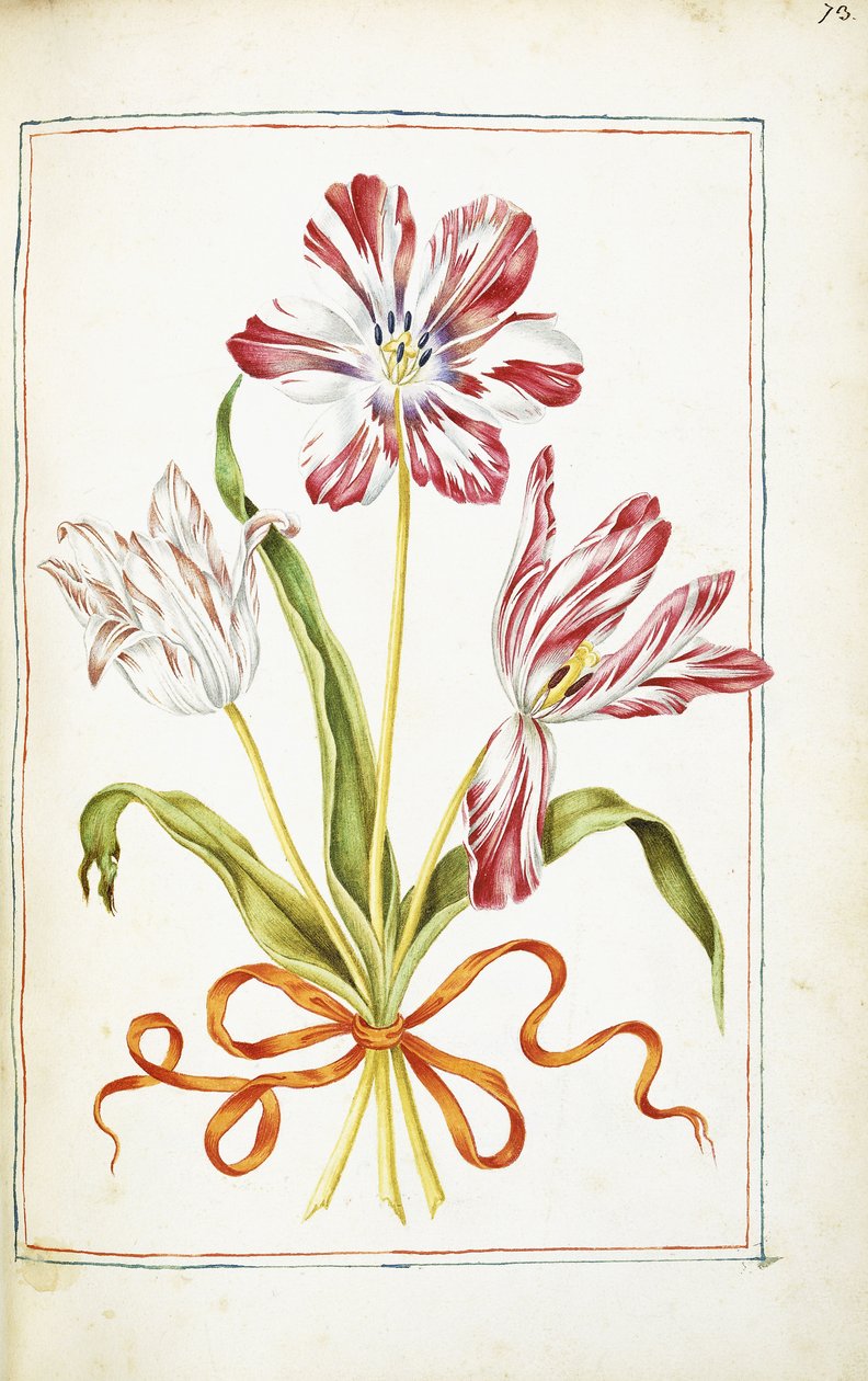 Tulipas, século 18 de French School