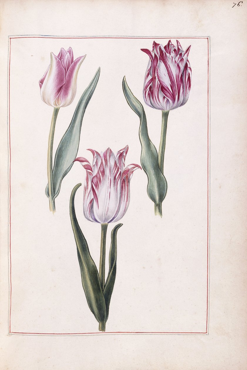 Tulipas, século 18 de French School