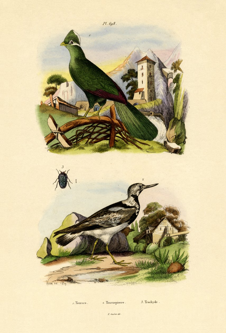Turaco, 1833-39 de French School