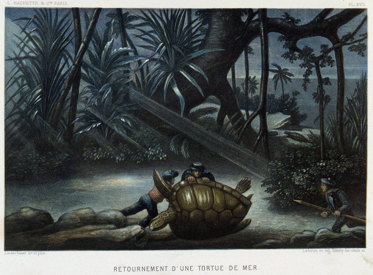Tartaruga de mar - in "Le monde de la mer" de Alfred Fredol, Hachette, Paris de French School