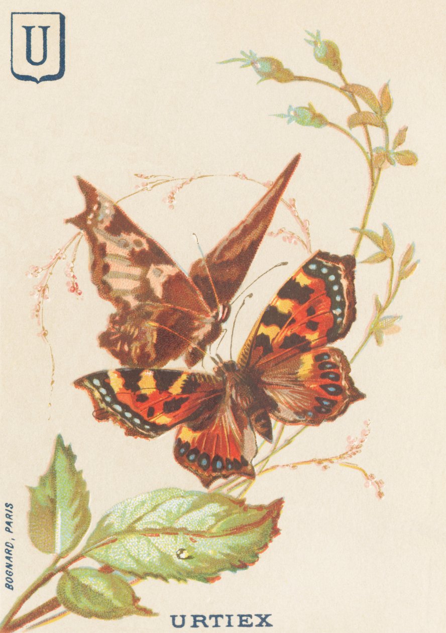 U: Urtiex (Aglais urticae ou Little Turtle) de French School