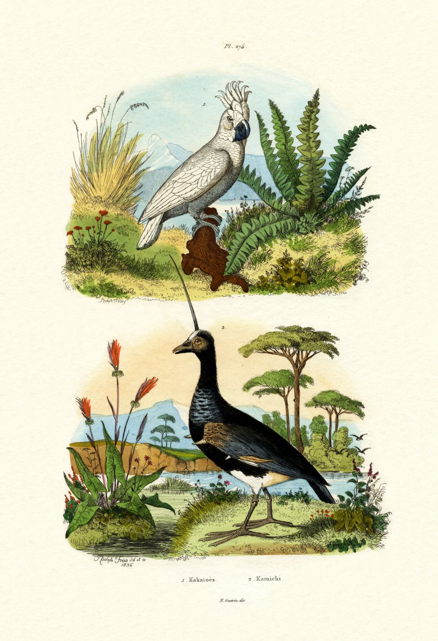 Cacatua de guarda-chuva, 1833-39 de French School