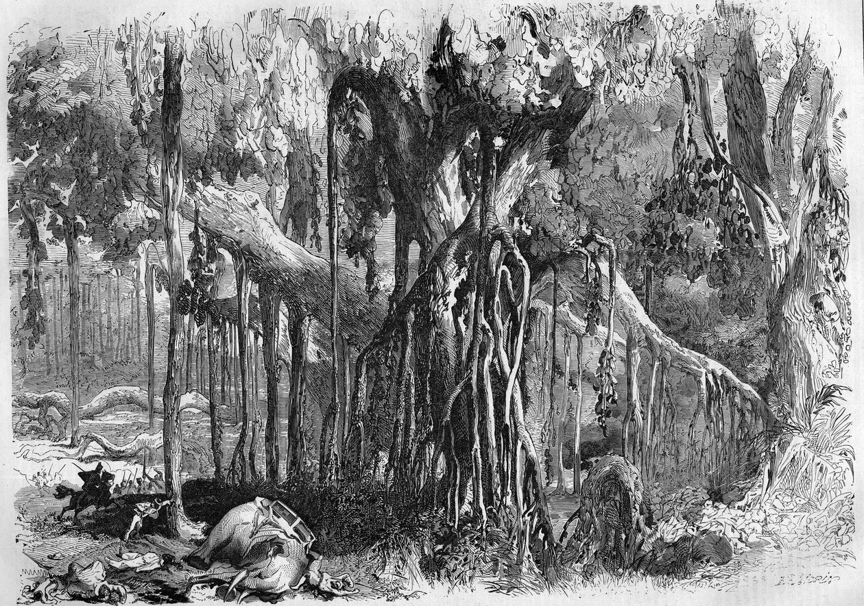 Uma floresta de banyan, na Índia de French School