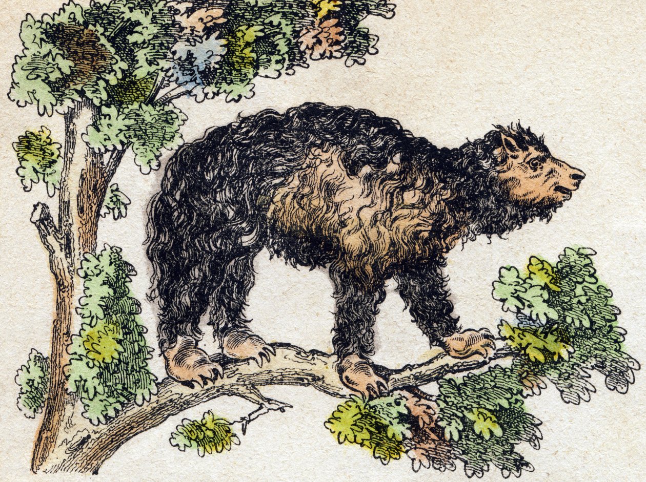 Unau (preguiçoso). Gravura em "Alfabeto dos animaux sauvages". 9ª Série. Imagem de Epinal, Pellerin, impressora-editora, cerca de 1870. Gravura em madeira, stencilada. 16 páginas. Dimensões: 20 x 15 cm. Coleção Particular de French School