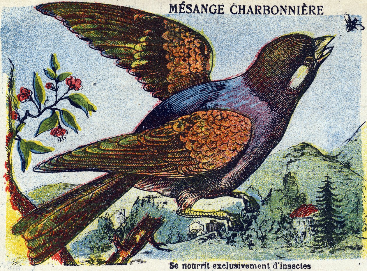 Imagem desconhecida de French School
