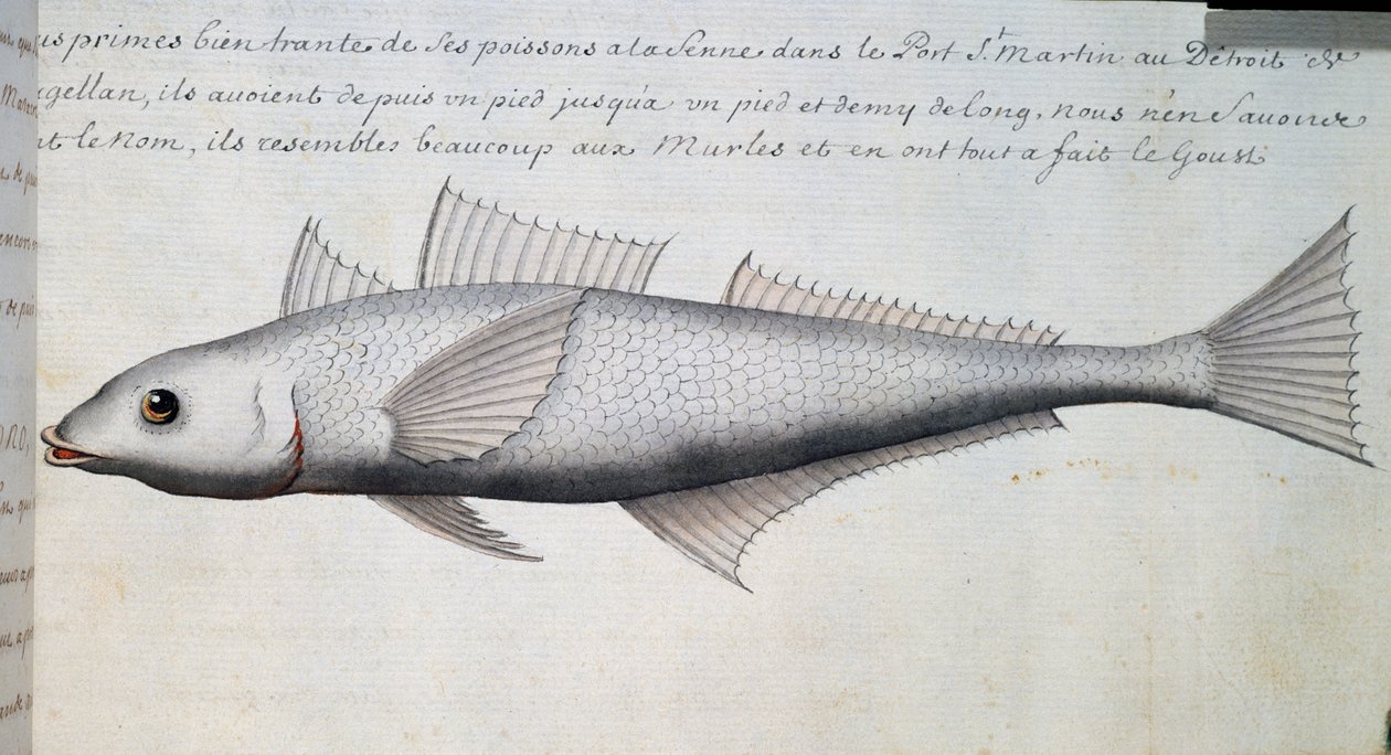 Peixe desconhecido, Estreito de Magalhães, aguarela do livro de bordo de Jacques Gouin de Beauchesne (1652-1730), capitão da Compagnie royale de la Mer du Sud, de 1698 a 1701, França de French School
