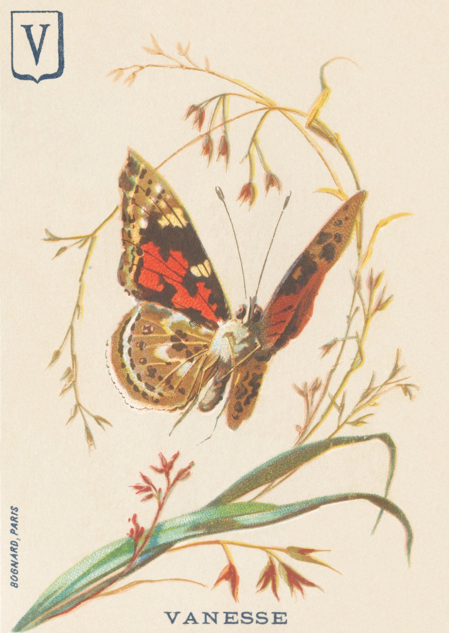 V: Vanesse (Vanessa cardui ou steplady ou Vanesse du thistle) de French School