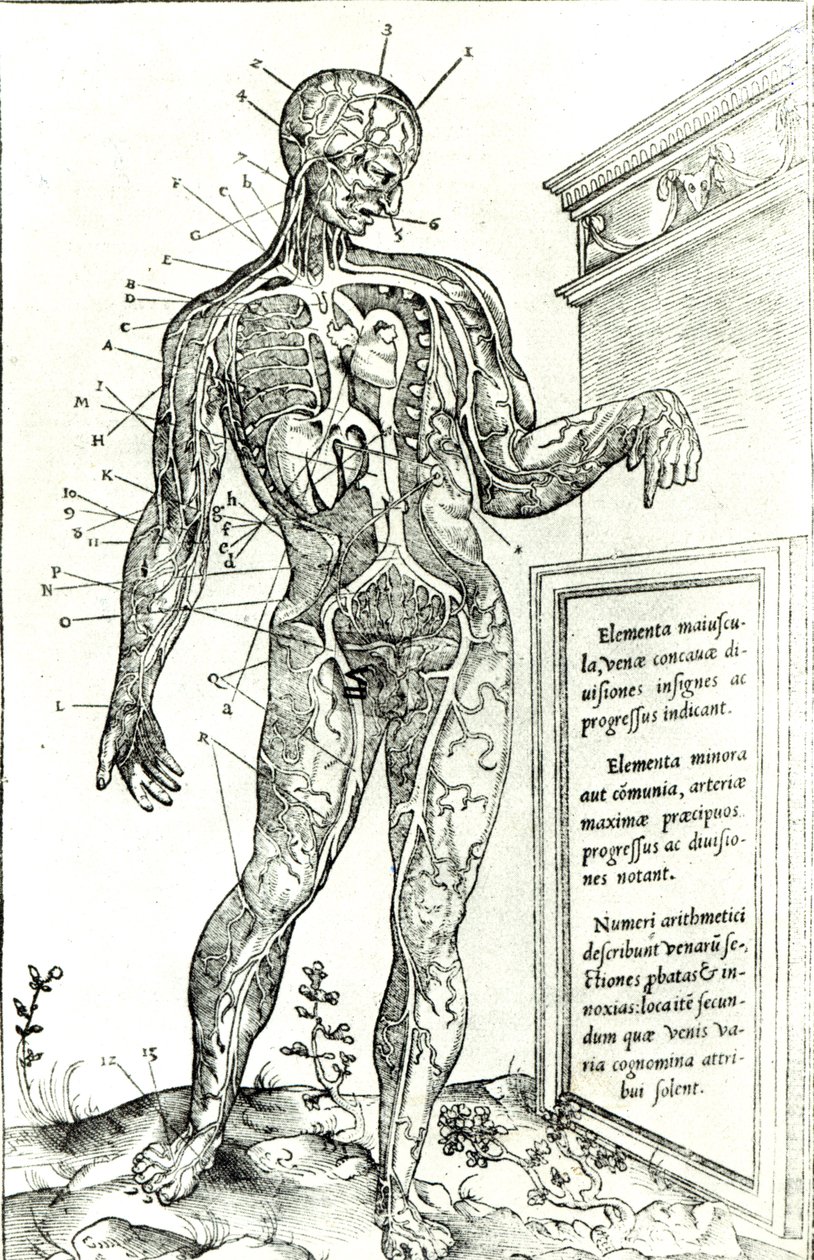 Sistema vascular de acordo com Charles Etienne, da dissecção de partes do corpo humano, três livros, 1545 (impressão pc) de French School