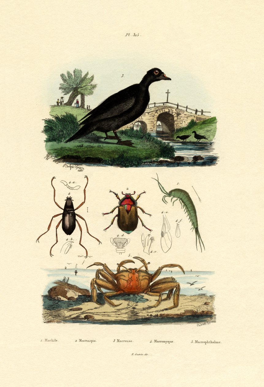 Pato Escocês de Veludo, 1833-39 de French School