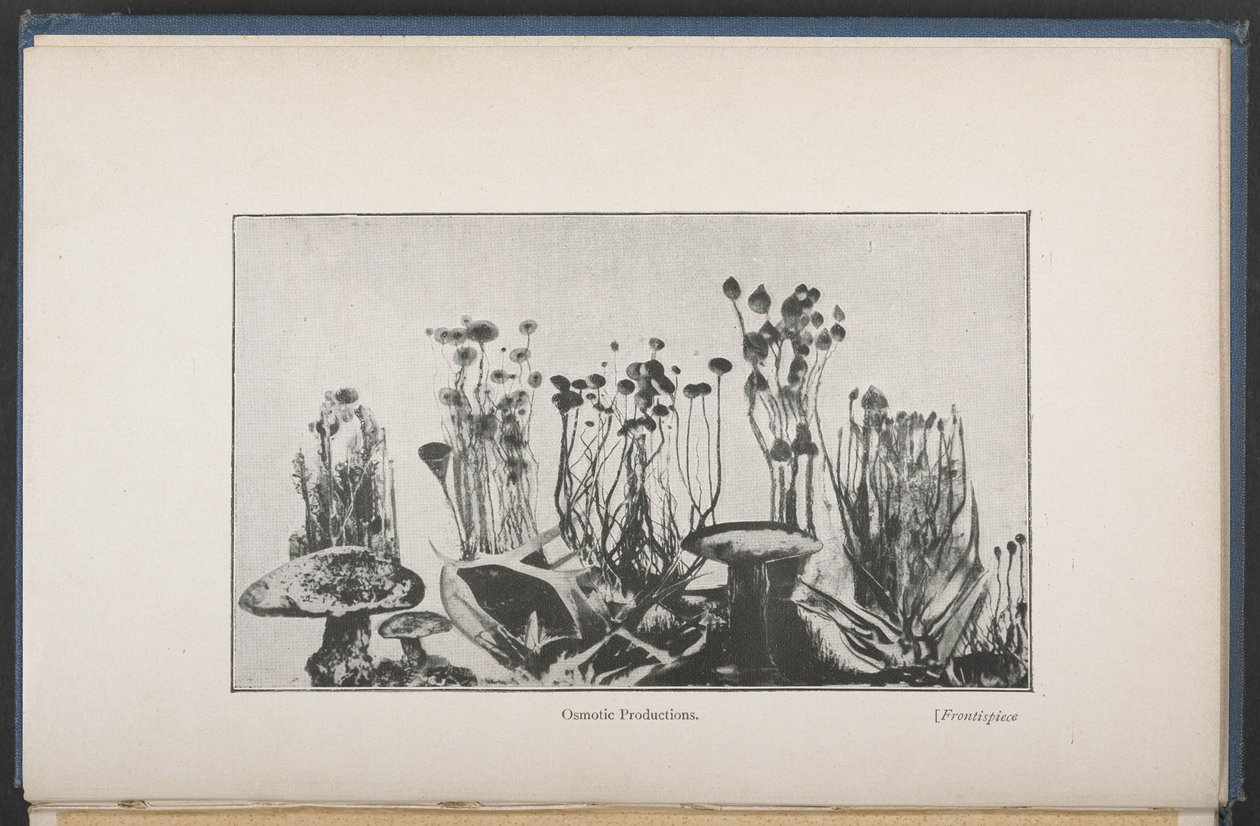 Vegetação osmótica, Fig. 62, pág. 163, de 