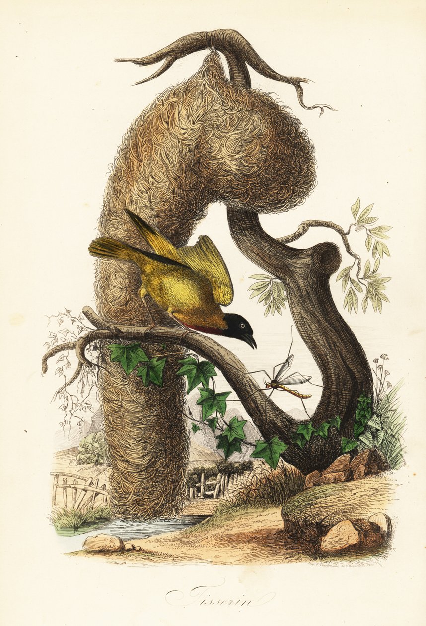 Tecelão da aldeia, Ploceus cucullatus, com ninho de erva tecida de French School