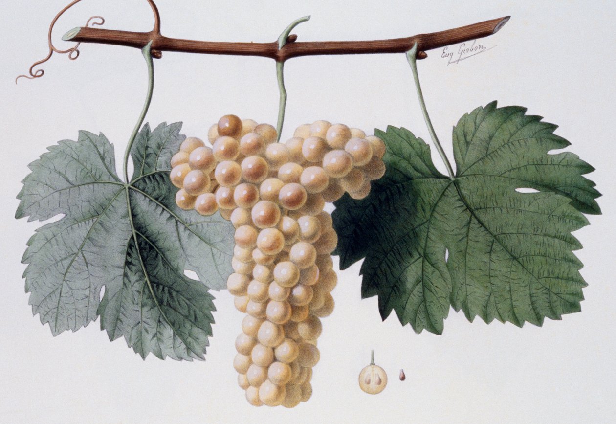 Casta Viognier, Viogne" ou Petit Vionnier (Cote du Rhone), ampelografia de French School