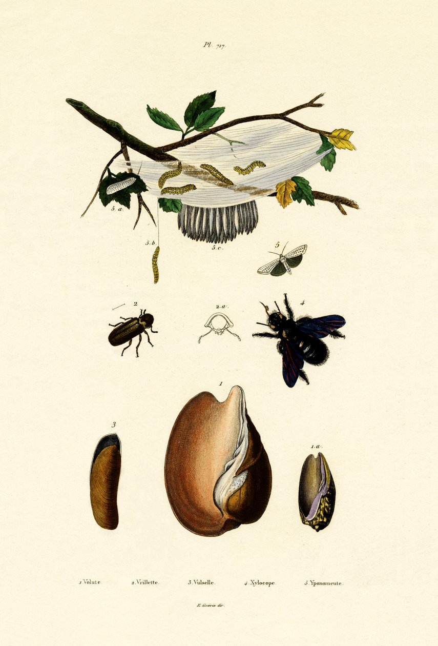 Volute Shell, 1833-39 de French School