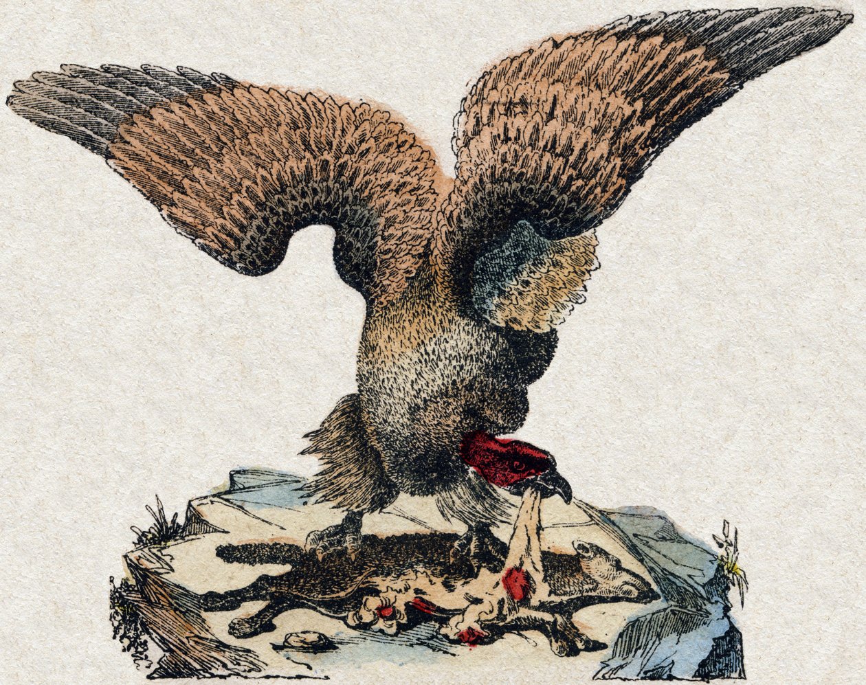 Abutre. Gravura em "Alfabeto dos animais sauvages". 9ª Série. Imagem de Epinal, Pellerin, impressora-editora, cerca de 1870. Gravura em madeira, stencilled. 16 páginas. Dimensões: 20 x 15 cm. Coleção Particular de French School