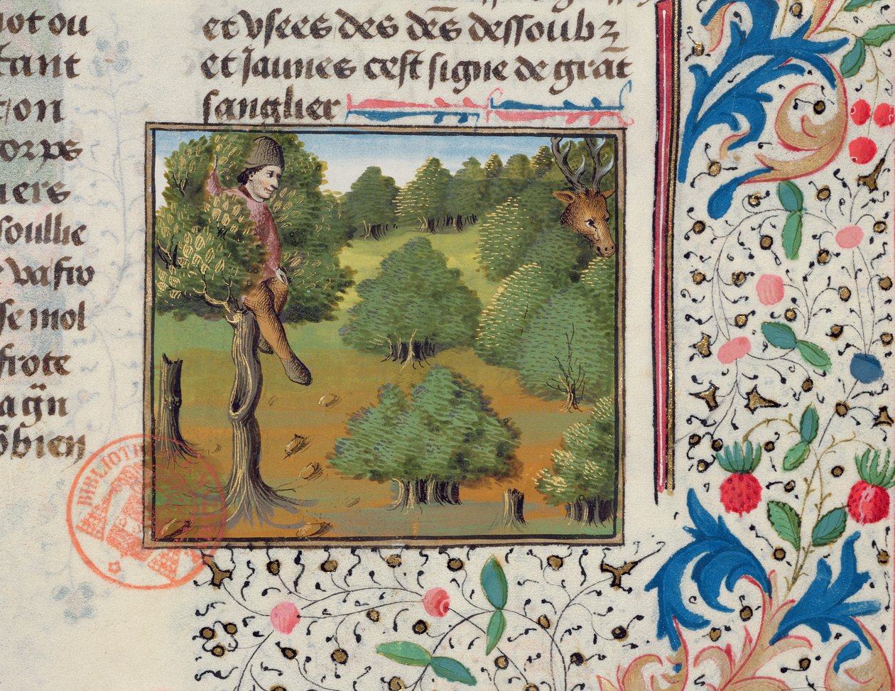 Esperando por um cervo escondido em uma árvore, do Livre de la Chasse por Gaston Phebus de French School