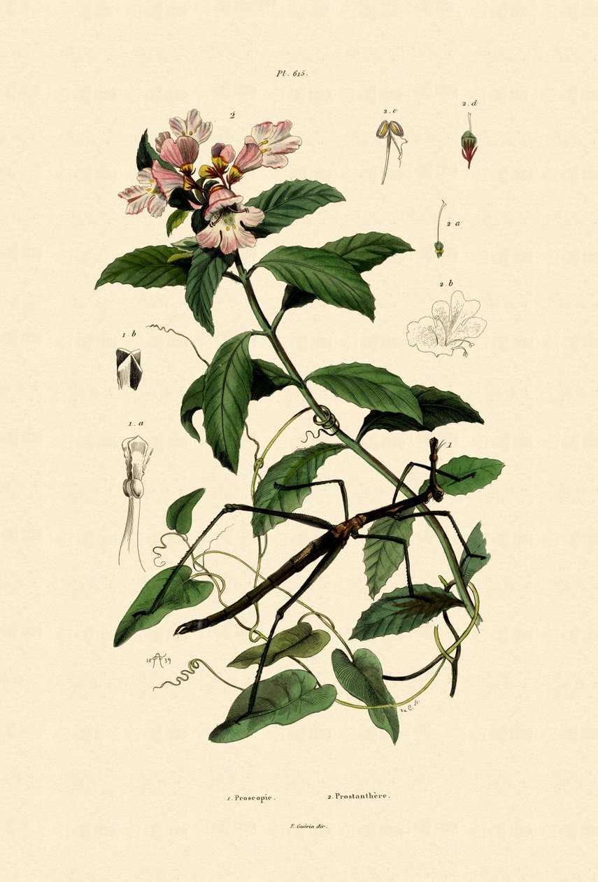 Inseto da vara de passeio, 1833-39 de French School
