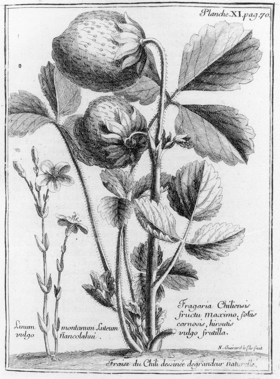 West Coast Pine Strawberry, da Relação da viagem do Mar do Sul até a costa de Chily e Peru 1712-16 por AF Frezier, publicado em 1716 de French School