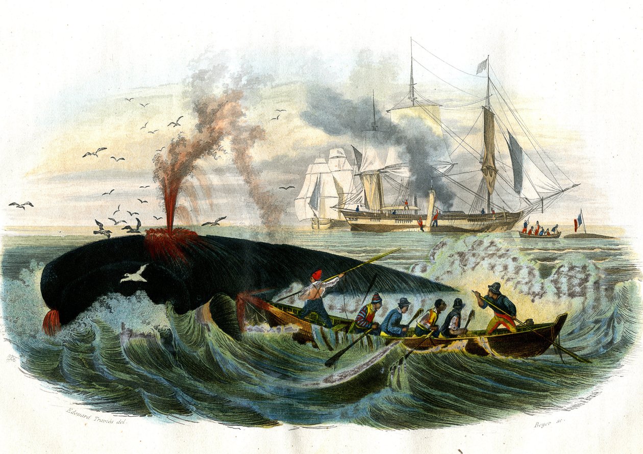 Pesca à baleia - Placa extraída de História Natural de Bernard Germain de Lacepede (1856-1925), edição P.Furme, Paris de French School