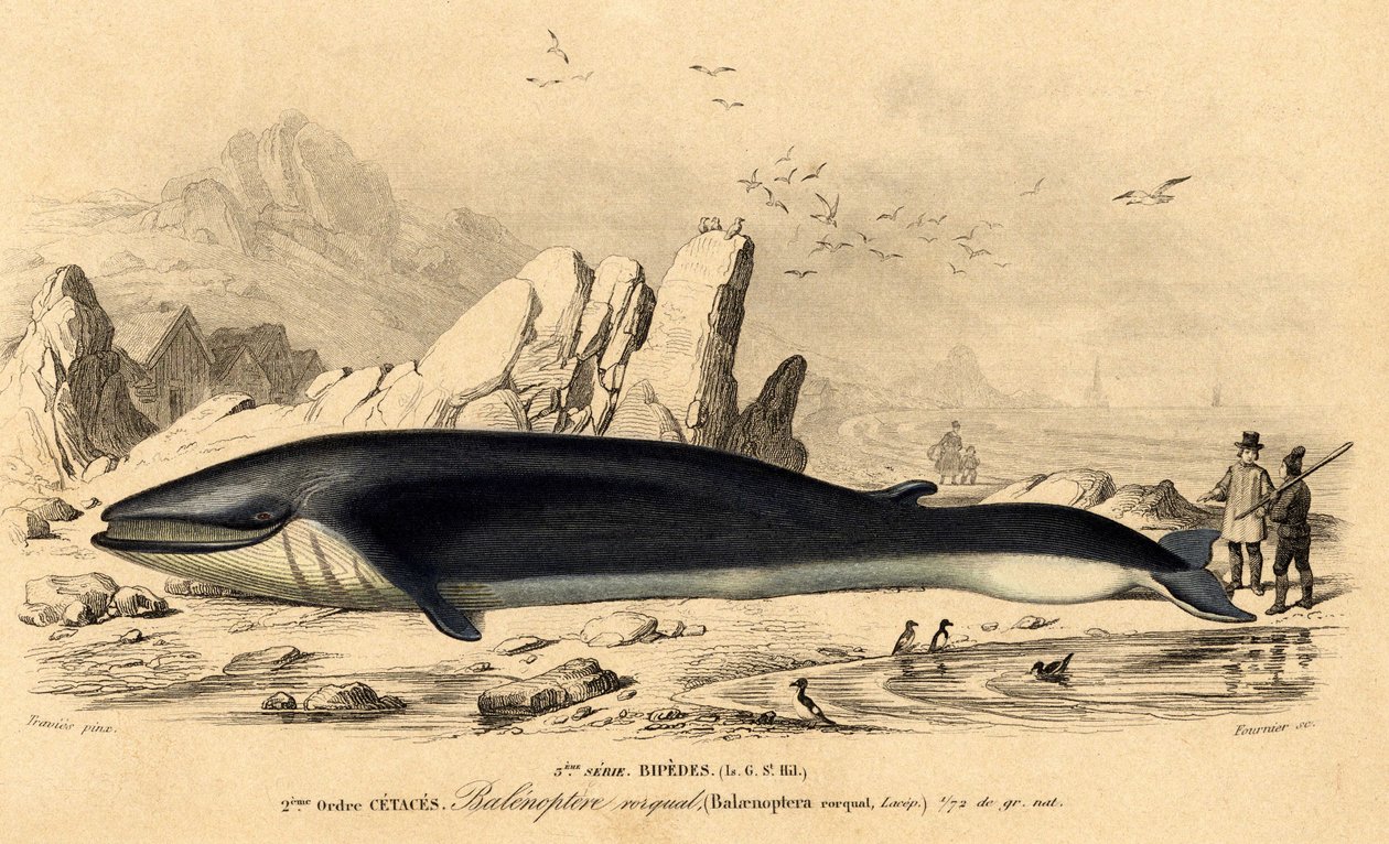Baleia ou baleinoptere (Balaenoptera rorqual) de French School