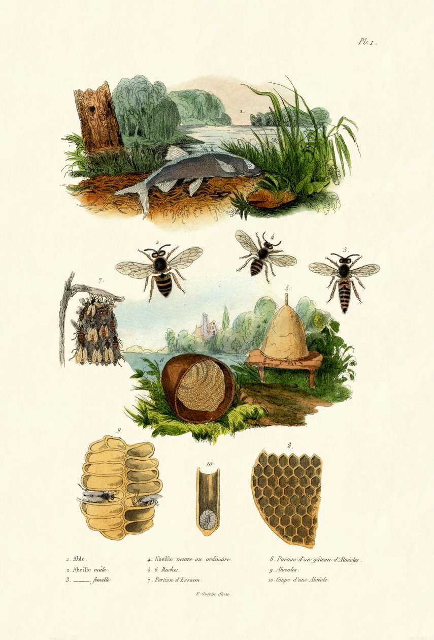 Aspe branco, 1833-39 de French School